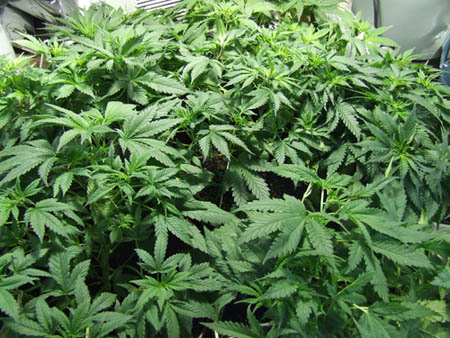 cannabis vegetative growth