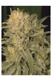 Organic Cultivation can lead to Higher Terpene and Cannabinoid Production